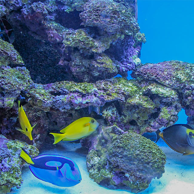 aquarium of la rochelle