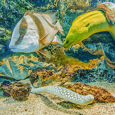 Requin marteau tiburo - Encyclopédie - Aquarium La Rochelle