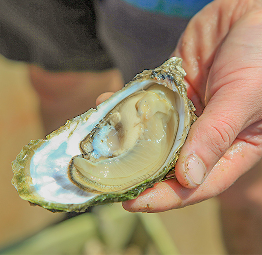 oyster tasting la rochelle