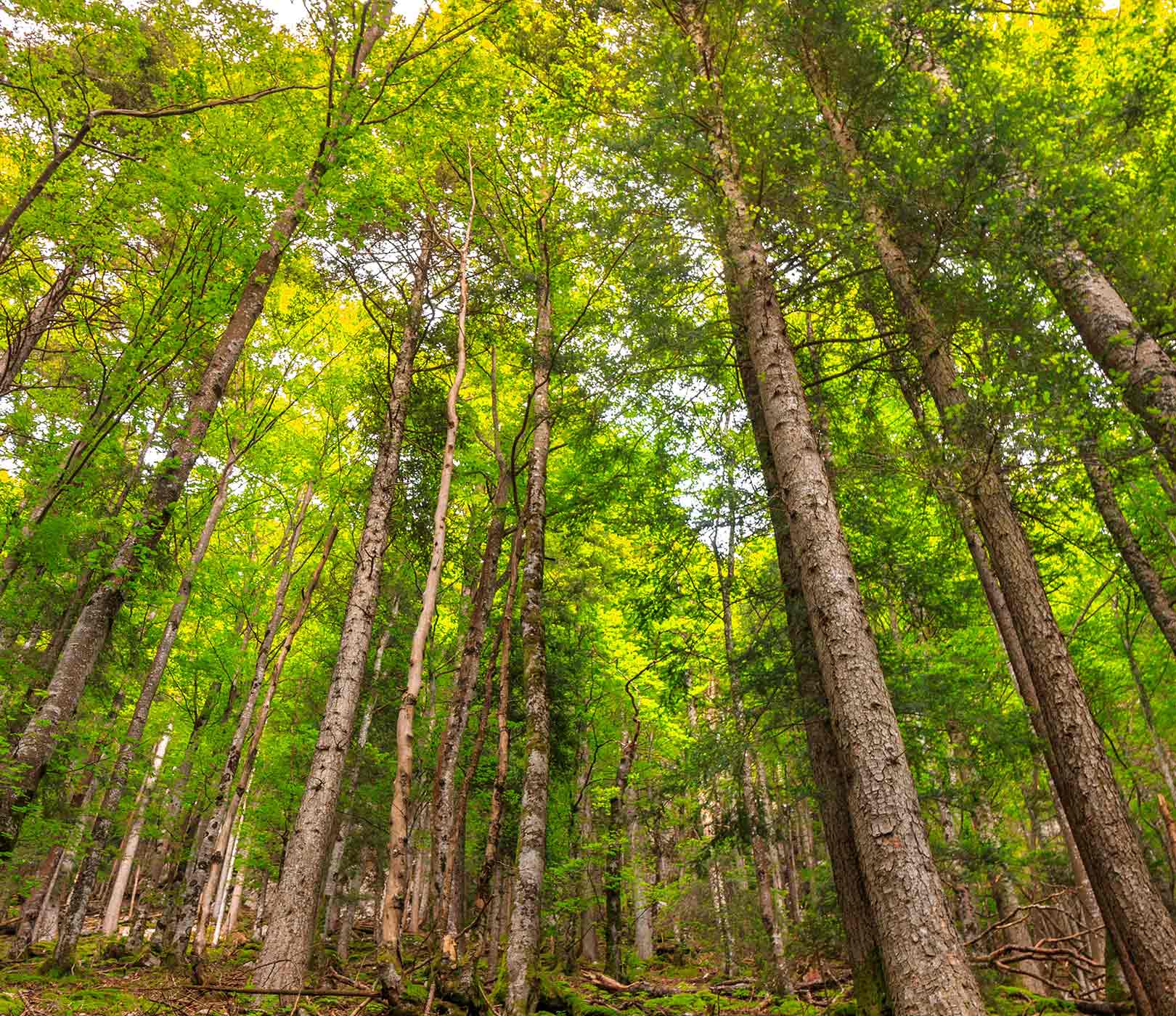 La forêt de Puilboreau