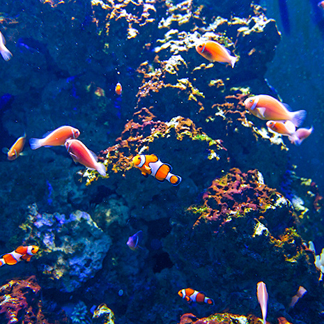 poissons aquarium