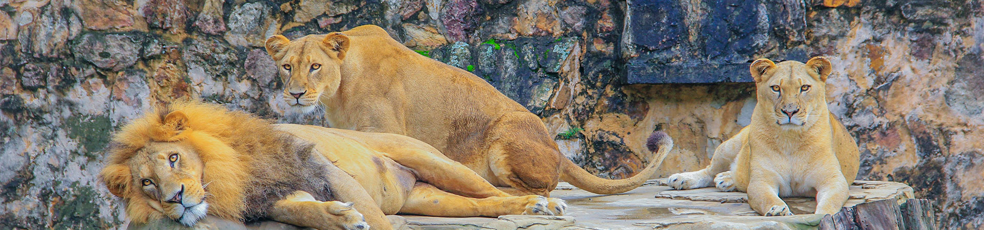 visiter le zoo de la palmyre