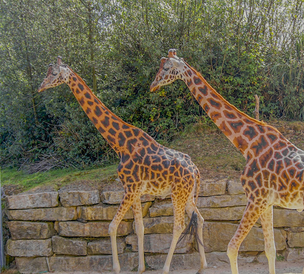 zoo de la palmyre proche camping beaulieu la rochelle