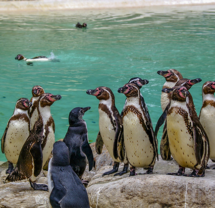 zoo pour toute la famille charente la rochelle