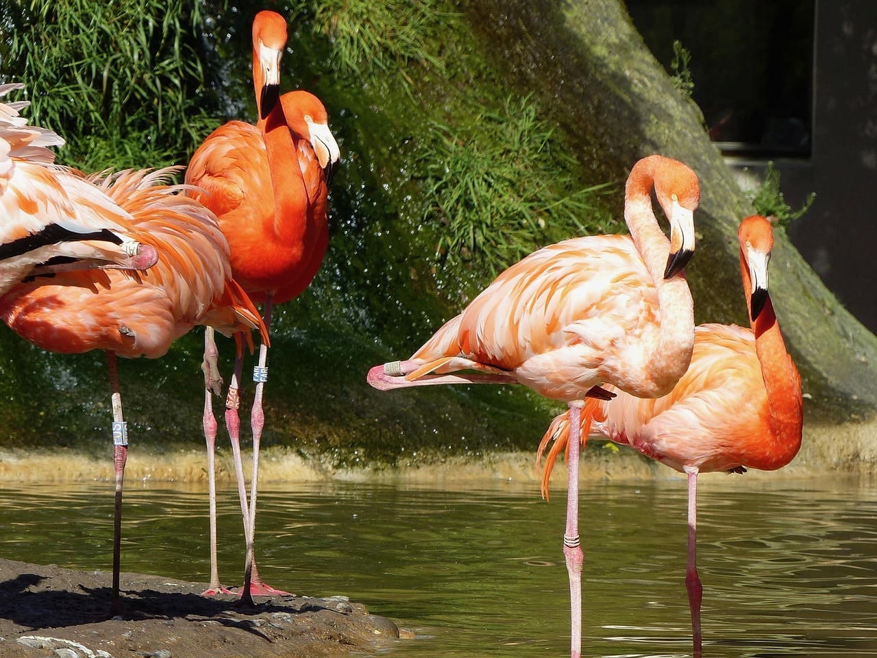 Flamingo